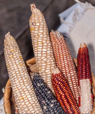Maiz de cuatro colores