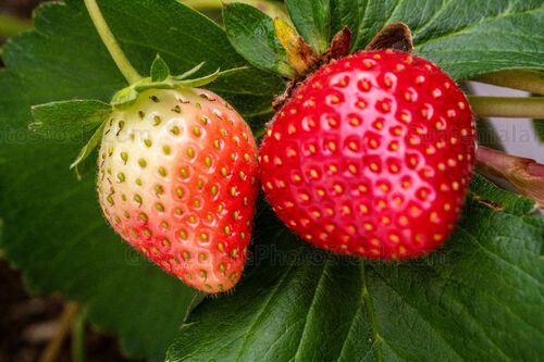 Fresas