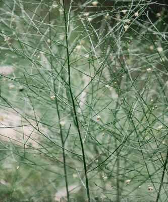 Planta del Jardín Botanico