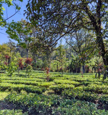 Campo agricola de la Cooperativa Chirrepec