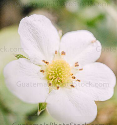 Macro fotografia