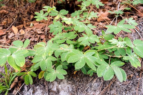 Planta de Zarza Sensitiva