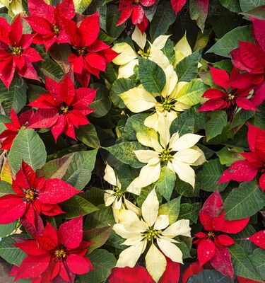 Pascuas navideñas