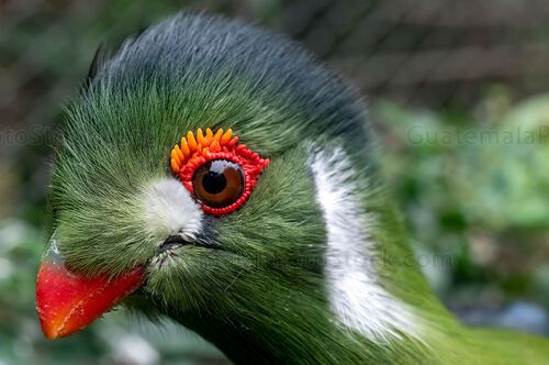 Turaco esmeralda con penacho en la selva tropical