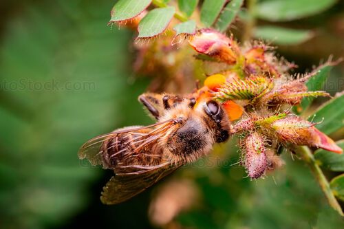 Abeja