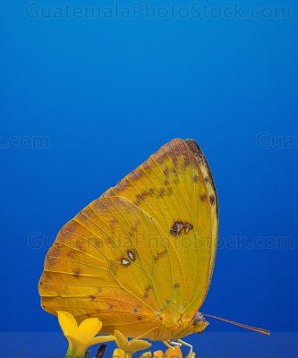 Mariposa azufre naranja (Phoebis argante)