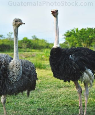 Avestruces