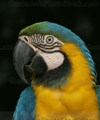 Guacamayo azul y amarillo