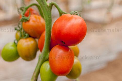 Tomate