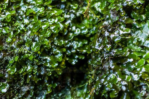 Nacimiento de agua en el Sendero del Alto