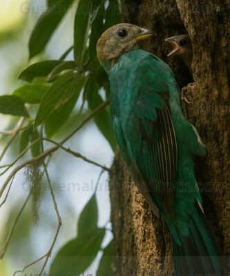 Majestuoso Quetzal en Bosque Nuboso