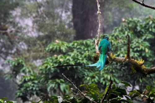 Quetzal en el Mirador Rey Tepepul