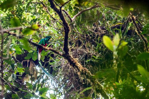 Quetzal