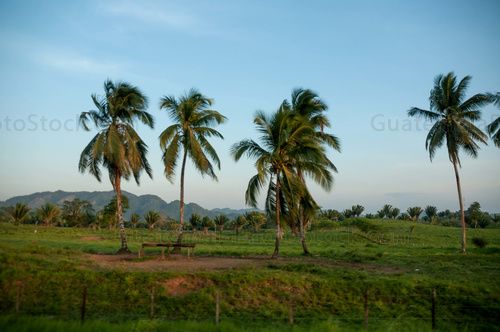 Palmeras