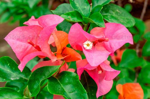 Bougainvillea
