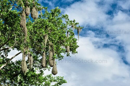 Nidos en arboles