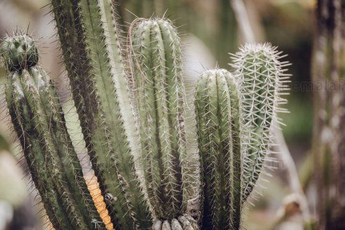 Cactus