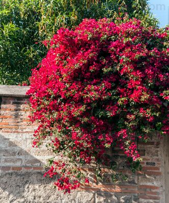 Bougainvillea en la Antigua Guatemala