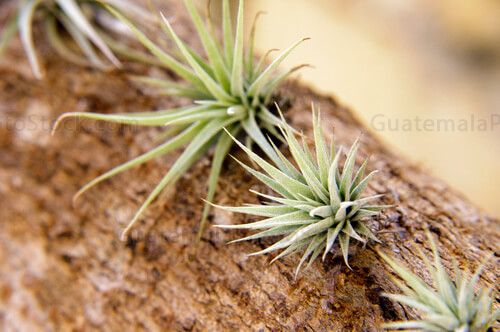 Plantas decorativas, Tillandsia Xerographica
