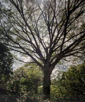 Arboles del Jardín Botánico