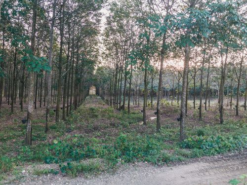 Árboles de hule