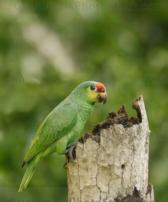 Loro verde con frente roja en hábitat natural