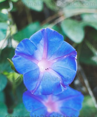flor