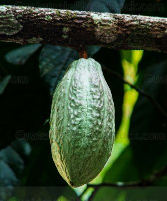 Cacao