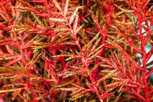 Plantas decorativas de navidad
