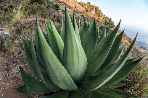 Agave Samalana