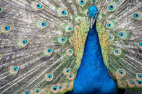Pavo Real
