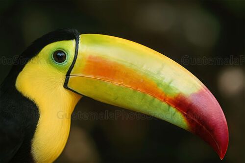 Tucán real pico iris en la selva petenera