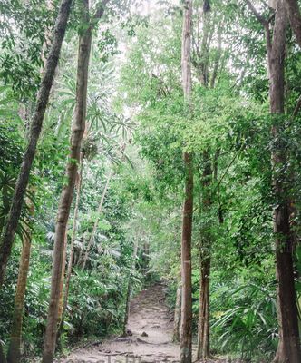 Sendero Parque Nacional Tikal