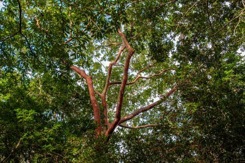 Árboles de la Biosfera Maya