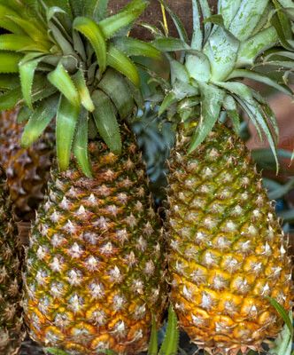 Piñas