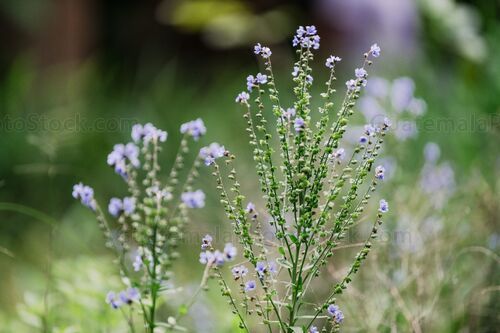 Planta del Jardín Botanico