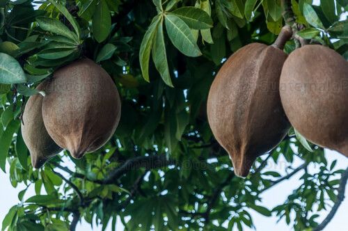 Frutos tropicales