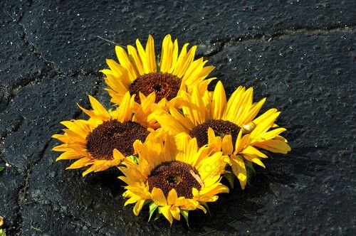 Alfombra de flores