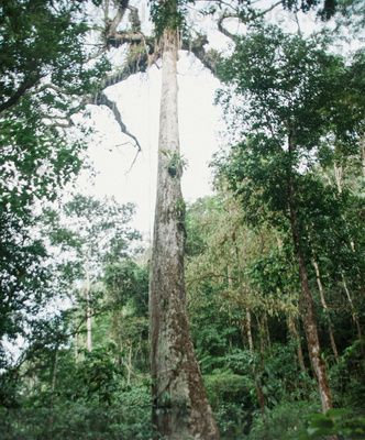 Ceiba