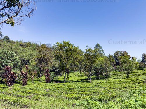 Campo agricola de la Cooperativa Chirrepec