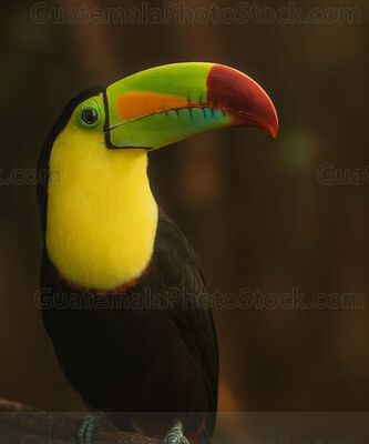 Tucán real pico iris en la selva petenera