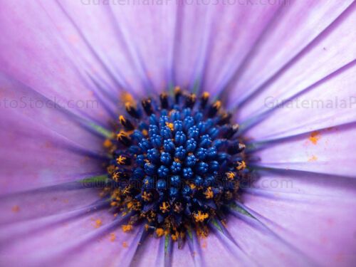 Macro fotografia