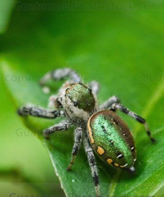 Araña saltarina