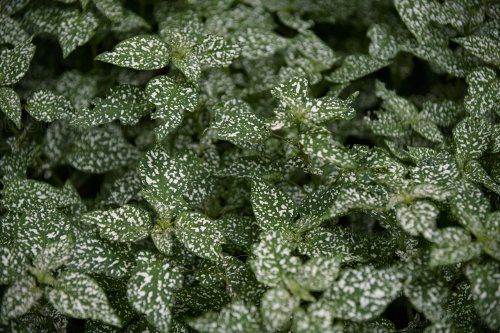 Planta de lunares o payasito (Hypoestes phyllostachya)