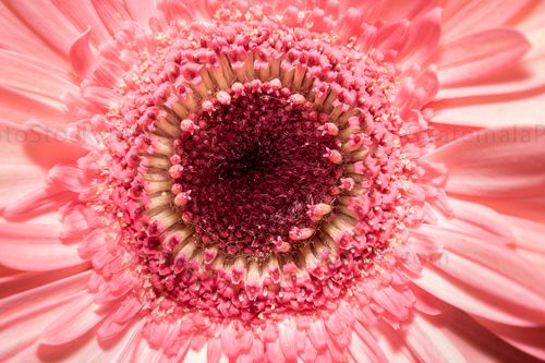 Gerbera rosa