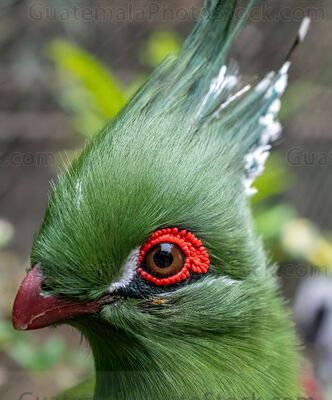Turaco esmeralda con penacho en la selva tropical