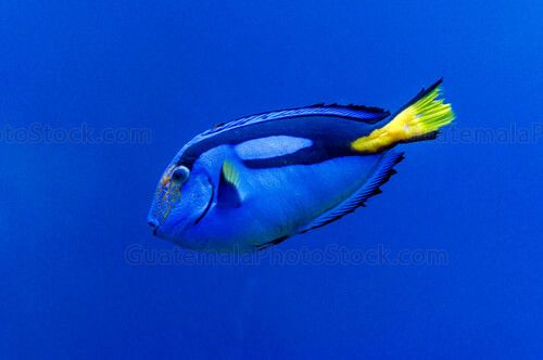 Pez cirujano azul