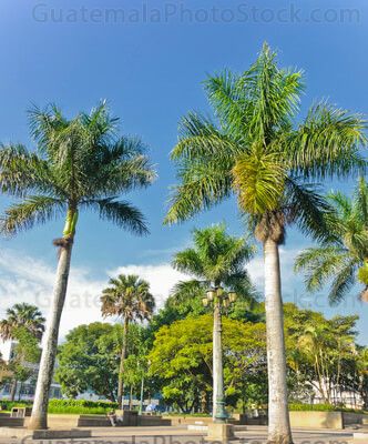 Palmeras del Parque Centenario