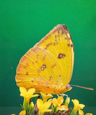 Macro foto de mariposa