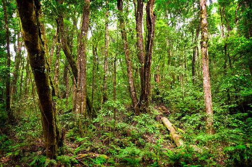 Bosque Nuboso